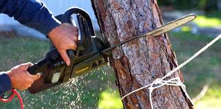 Best Emergency Tree Removal  in Royal City, WA