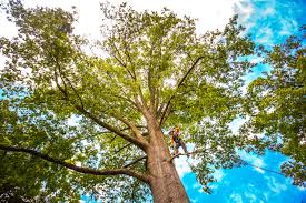 Royal City, WA Tree Services Company