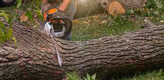 Best Hedge Trimming  in Royal City, WA