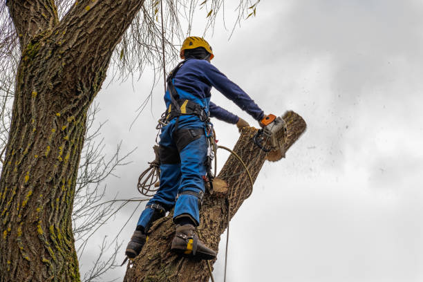 Best Storm Damage Tree Cleanup  in Royal City, WA