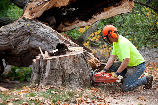 How Our Tree Care Process Works  in Royal City, WA