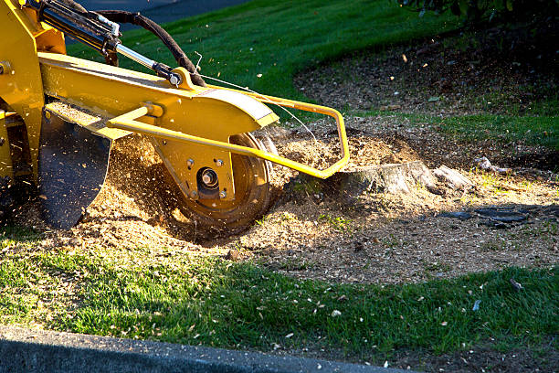  Royal City, WA Tree Services Pros