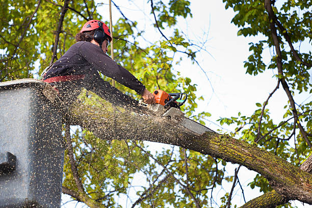 Best Tree Maintenance Programs  in Royal City, WA